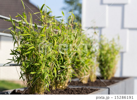 Fargesia murielae in a flower pot Fargesia murielae in a flower pot 15286191