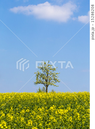 Rapeseed field with apple tree and blue sky 15286208