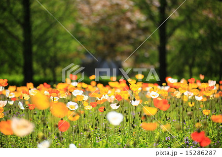 アイスランドポピー1189 アイスランドポピー1189 15286287