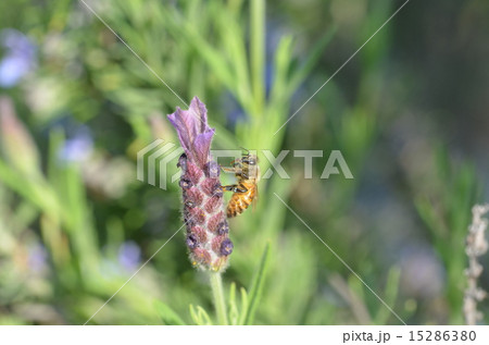 ストエカスラベンダーとミツバチ ストエカスラベンダーとミツバチ 15286380