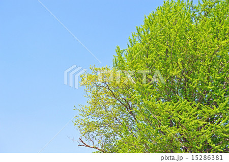 新緑 15286381