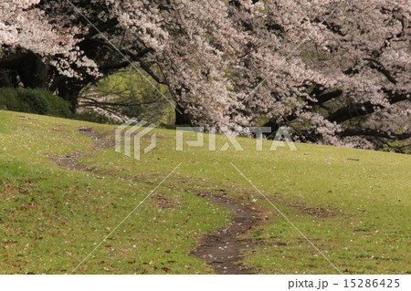 桜へ向かう小道 桜へ向かう小道 15286425