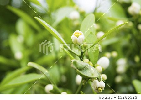 夏みかんの花の写真素材