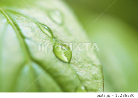芍薬の葉の水滴 15286530