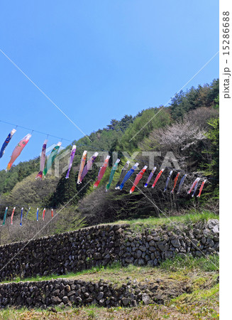 南八ヶ岳花の森公園の鯉のぼり 南八ヶ岳花の森公園の鯉のぼり 15286688