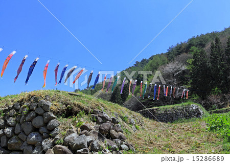 南八ヶ岳花の森公園の鯉のぼり 南八ヶ岳花の森公園の鯉のぼり 15286689
