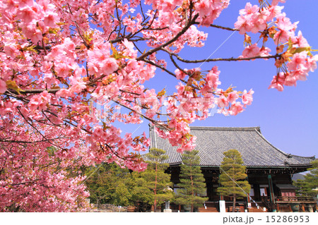 3月京都 清凉寺・本堂と河津桜 3月京都 清凉寺・本堂と河津桜 15286953