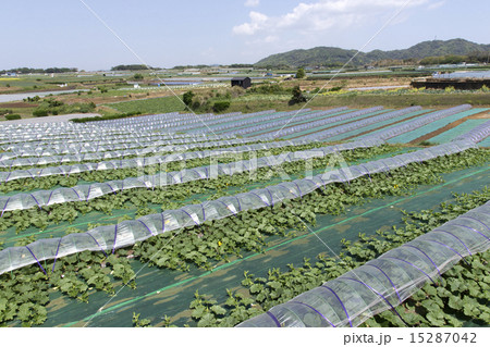 ビニールトンネルでの栽培 15287042