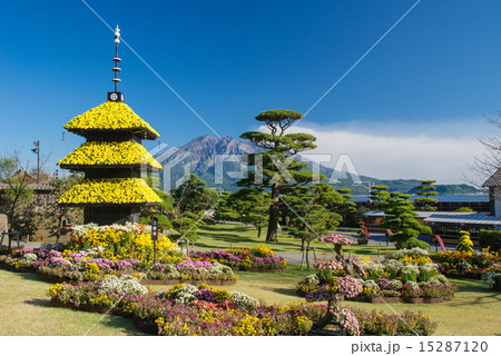 菊祭りの仙巌園と桜島 15287120