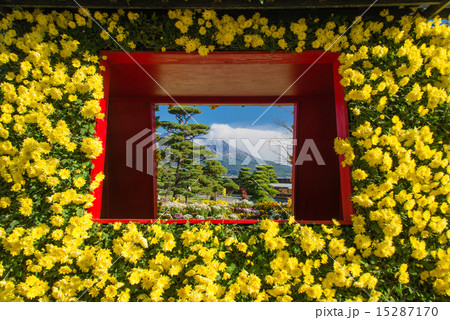 菊祭りの仙巌園と桜島 菊祭りの仙巌園と桜島 15287170