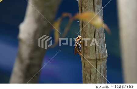 あしながばち あしながばち 15287363