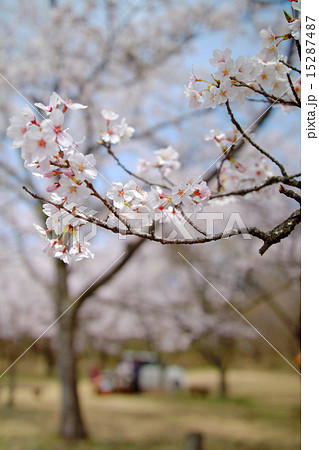 桜 BBQ お花見 桜 BBQ お花見 15287487