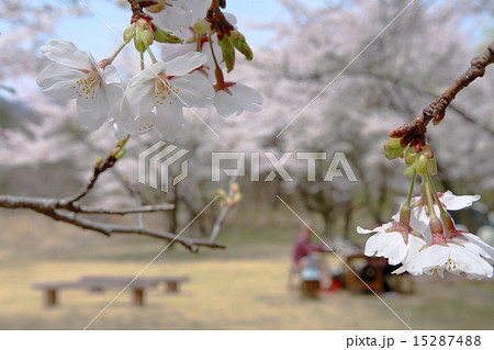 桜　BBQ　お花見 15287488