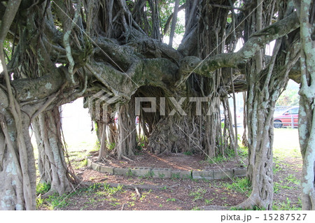 ガジュマル ガジュマル 15287527