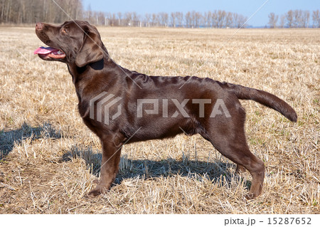 Chocolate labrador retriever puppy 15287652