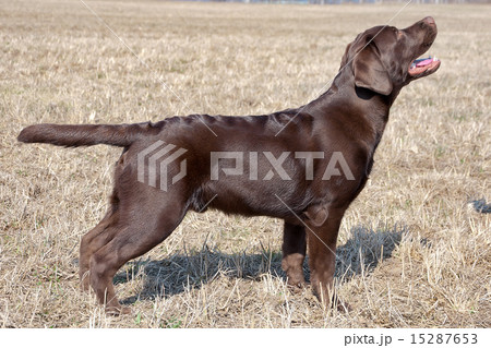 chocolate labrador retriever, age 7.0 months. 15287653