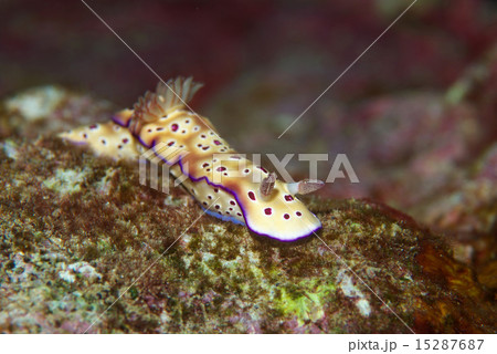 マダライロウミウシ 15287687