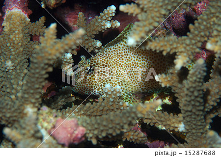 サンゴの間からセダカギンポ サンゴの間からセダカギンポ 15287688