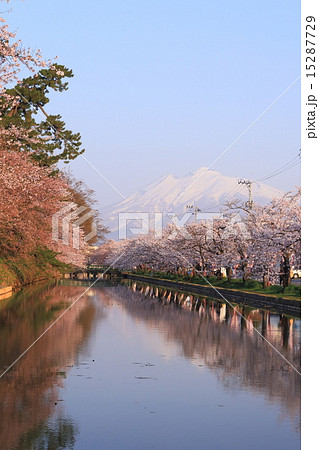 花咲く弘前城と雪の岩木山 15287729