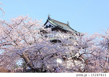 花咲く弘前城　天守とサクラ 15287813