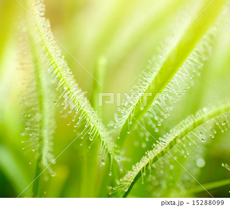 Green leaves of sundews 15288099