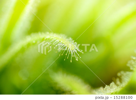 Green leaves of sundews Green leaves of sundews 15288100