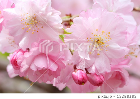 ヤエベニシダレ 15288385