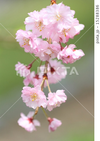 ヤエベニシダレ 15288386