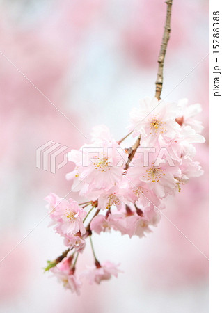 ヤエベニシダレ 15288388