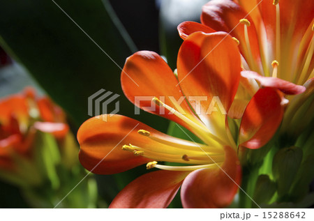 クンシラン 君子蘭 クンシラン 君子蘭 15288642