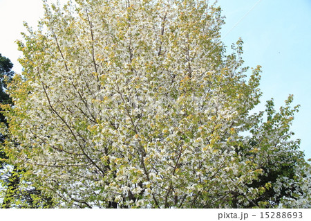 若葉の公園　桜 15288693
