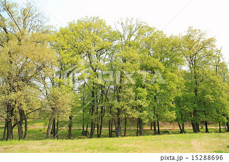 若葉の公園 雑木林 若葉の公園 雑木林 15288696