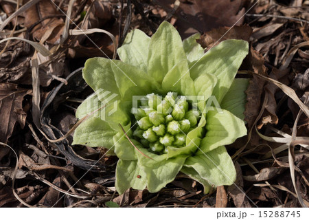 ふきのとう 15288745