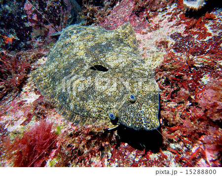 海底のヒラメ 15288800