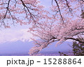 富士山と桜vol.1 15288864