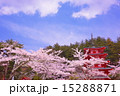 五重塔と桜vol.5 15288871
