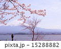 河口湖から見た富士山と桜vol.3 15288882