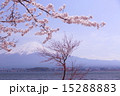 河口湖から見た富士山と桜vol.4 15288883
