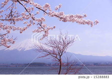 河口湖から見た富士山と桜vol.4 15288883