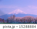 河口湖から見た富士山と桜vol.5 15288884