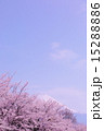 河口湖から見た富士山と桜vol.7 15288886