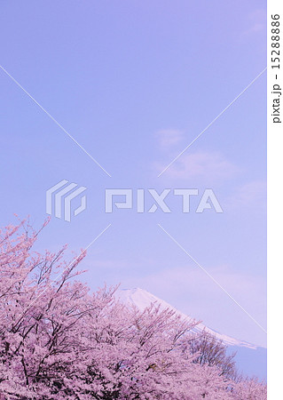 河口湖から見た富士山と桜vol.7 15288886