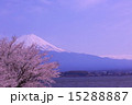 河口湖から見た富士山と桜vol.8 15288887