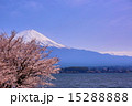 河口湖から見た富士山と桜vol.9 15288888