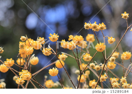 ミツマタの花 ミツマタの花 15289184