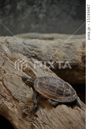 クサガメ クサガメ 15289667