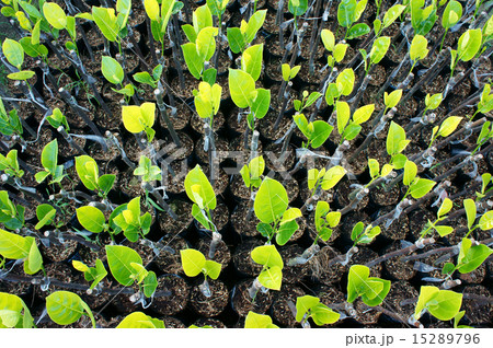 nursery plant, nursery garden, fruit tree 15289796