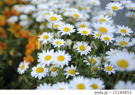 春の花 白いマーガレット2 春の花 白いマーガレット2 15289853