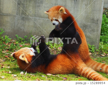 レッサーパンダ 15289954