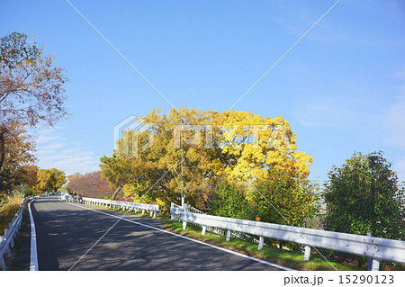 川沿いの道路 15290123